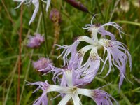 Dianthus superbus 14, Prachtanjer, Saxifraga-Ed Stikvoort