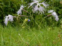Dianthus superbus 17, Prachtanjer, Saxifraga-Ed Stikvoort