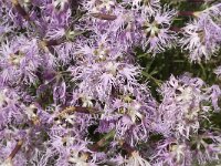 Dianthus superbus ssp speciosus 18, Saxifraga-Jan van der Straaten