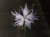 Dianthus superbus ssp superbus 7, Prachtanjer, Saxifraga-Willem van Kruijsbergen