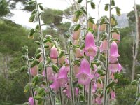 Digitalis dubia 4, Saxifraga-Rutger Barendse
