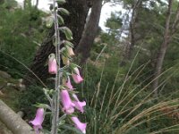 Digitalis dubia 6, Saxifraga-Rutger Barendse
