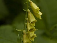 Groot vingerhoedskruid  Digitalis grandiflora