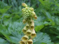 Digitalis grandiflora 16, Grootbloemig vingerhoedskruid, Saxifraga-Jeroen Willemsen