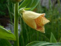 Digitalis grandiflora 20, Grootbloemig vingerhoedskruid, Saxifraga-Ed Stikvoort