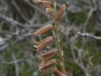 Dipcadi serotinum 12, Saxifraga-Willem van Kruijsbergen