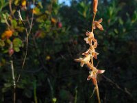 Dipcadi serotinum 17, Saxifraga-Ed Stikvoort