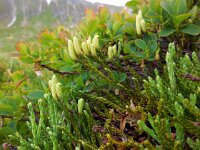 Diphasiastrum alpinum 11, Saxifraga-Ed Stikvoort