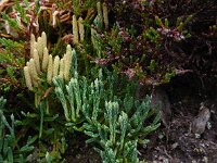 Diphasiastrum alpinum 7, Saxifraga-Ed Stikvoort