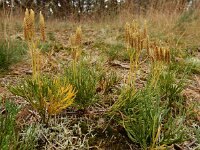 Diphasiastrum tristachyum 6, Kleine wolfsklauw, Saxifraga-Ed Stikvoort