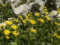 Doronicum grandiflorum 14, Saxifraga-Jan van der Straaten
