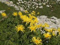 Doronicum grandiflorum 15, Saxifraga-Jan van der Straaten