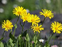 Doronicum grandiflorum 24, Saxifraga-Bart Vastenhouw