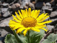 Doronicum grandiflorum 25, Saxifraga-Bart Vastenhouw