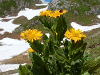 Doronicum grandiflorum 27, Saxifraga-Ed Stikvoort