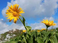 Doronicum grandiflorum 28, Saxifraga-Ed Stikvoort