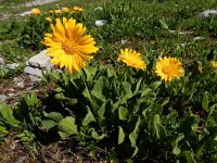 Doronicum grandiflorum 29, Saxifraga-Ed Stikvoort