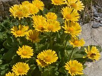 Doronicum grandiflorum 34, Saxifraga-Harry Jans