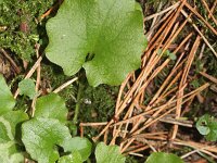 Doronicum orientale 3, Kaukasische voorjaarszonnebloem, Saxifraga-Rutger Barendse