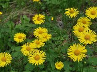 Doronicum orientale 5, Kaukasische voorjaarszonnebloem, Saxifraga-Harry Jans