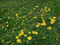 Doronicum orientale 7, Kaukasische voorfjaarszonnebloem, Saxifraga-Harry Jans