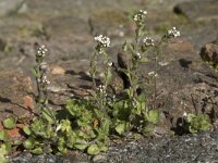 Draba muralis 11, Wit hongerbloempje, Saxifraga-Willem van Kruijsbergen