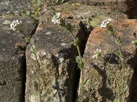 Draba muralis 12, Wit hongerbloempje, Saxifraga-Willem van Kruijsbergen