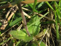 Draba muralis 6, Wit hongerbloempje, Saxifraga-Rutger Barendse