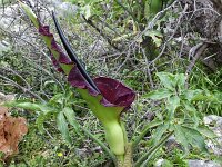 Dracunculus vulgaris 13, Saxifraga-Harry Jans