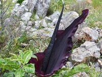 Dracunculus vulgaris 14, Saxifraga-Harry Jans