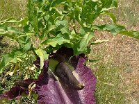 Dracunculus vulgaris 16, Saxifraga-Harry Jans