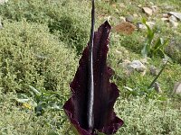 Dracunculus vulgaris 8, Saxifraga-Jan van der Straaten