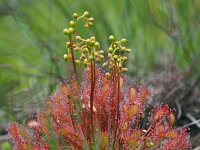 Drosera intermedia 100, Kleine zonnedauw, Saxifraga-Hans Dekker