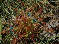 Drosera intermedia 13, Kleine zonnedauw, Saxifraga-Willem van Kruijsbergen