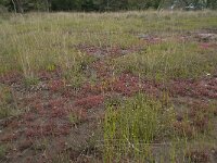 Drosera intermedia 24, Kleine zonnedauw, habitat, Saxifraga-Willem van Kruijsbergen