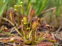Drosera intermedia 29, Kleine zonnedauw, Saxifraga-Rudmer Zwerver