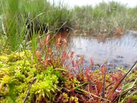 Drosera intermedia 32, Kleine zonnedauw, Saxifraga-Mark Zekhuis