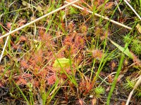 Drosera intermedia 38, Kleine zonnedauw, Saxifraga-Rutger Barendse