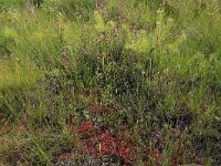 Drosera intermedia 63, Kleine zonnedauw, Saxifraga-Hans Boll