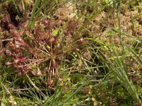 Drosera intermedia 82, Kleine zonnedauw, Saxifraga-Willem van Kruijsbergen
