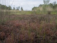 Drosera intermedia 94, Kleine zonnedauw, Saxifraga-Willem van Kruijsbergen