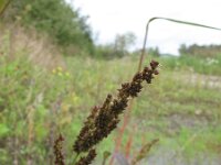 Echinochloa muricata 2, Stekelige hanenpoot, Saxifraga-Rutger Barendse