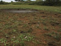 Echinodorus ranunculoides 4, Stijve moerasweegbree, Saxifraga-Hans Boll