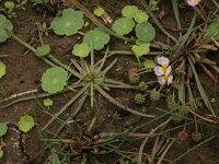 Echinodorus ranunculoides 5, Stijve moerasweegbree, Saxifraga-Hans Boll