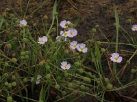 Echinodorus ranunculoides 6, Stijve moerasweegbree, Saxifraga-Hans Boll