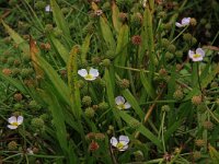 Echinodorus ranunculoides 9, Stijve moerasweegbree, Saxifraga-Hans Boll