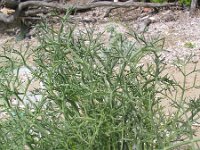 Echinophora spinosa 2, Saxifraga-Jasenka Topic