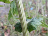 Echinops exaltatus 3, Stekelige kogeldistel, Saxifraga-Rutger Barendse