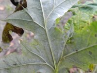 Echinops exaltatus 4, Stekelige kogeldistel, Saxifraga-Rutger Barendse
