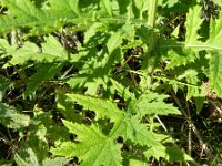 Echinops exaltatus 6, Stekelige kogeldistel, Saxifraga-Rutger Barendse